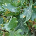 Quercus robur feuille